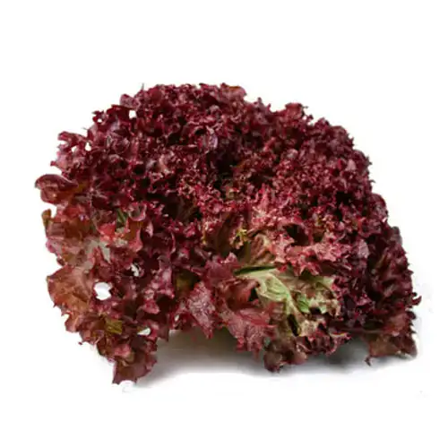 Lettuce Lollo Rosso 300g Netherlands